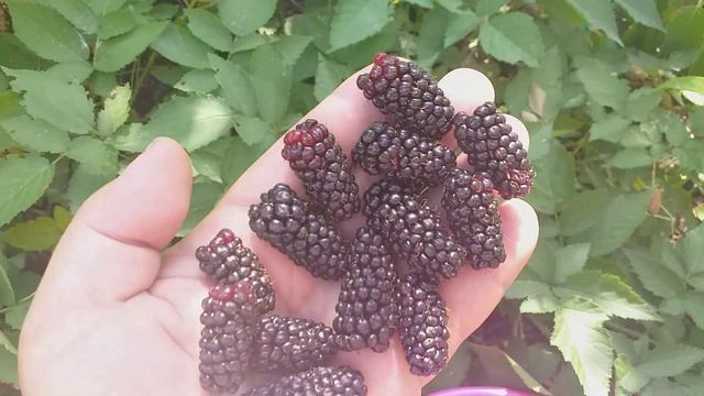 Ежевика сорт Карака Блек