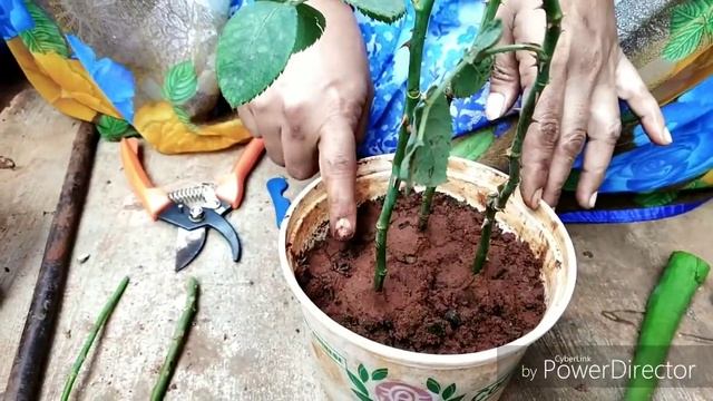 2- నాటు గులాబీ కొమ్మలు నాటుకోవడం ఎలా? смотреть онлайн