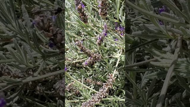 Bees on Lavender смотреть онлайн