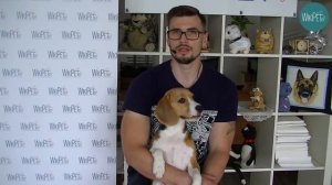 Порода собак бигль. Отзыв владельца о бигле.