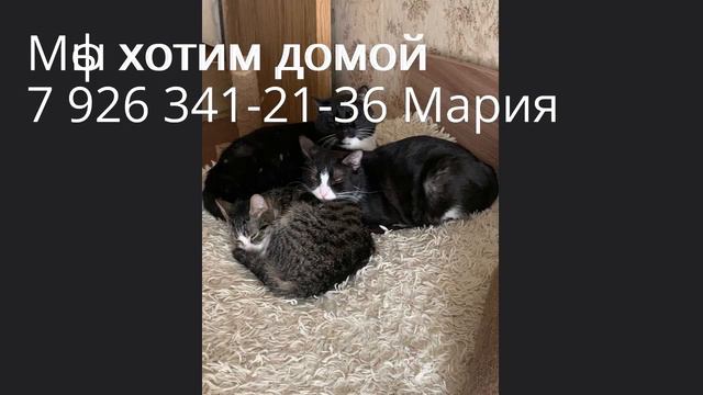 Марс и Шипа, сладкая парочка ищет дом вместе Им всего год, но у них богатое прошлое смотреть онлайн