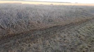 Аммиачная селитра или КАС-32, что выбрать для подкормки озимой пшеницы? Часть 3.