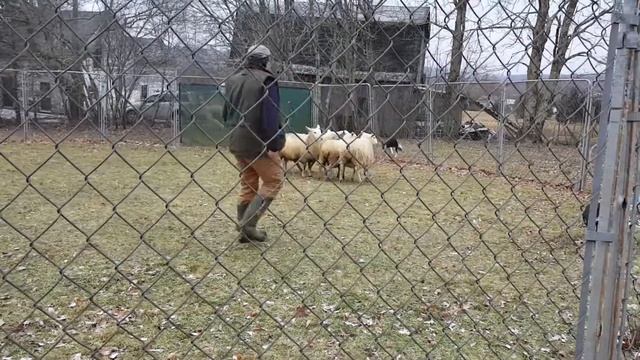 Sheepdog training in a round pen смотреть онлайн