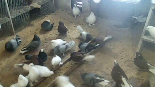 Николаевские голуби г. Саранск #1 смотреть онлайн