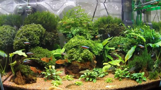 "Herbal Aquarium" «REEF EXCLUSIVE» смотреть онлайн