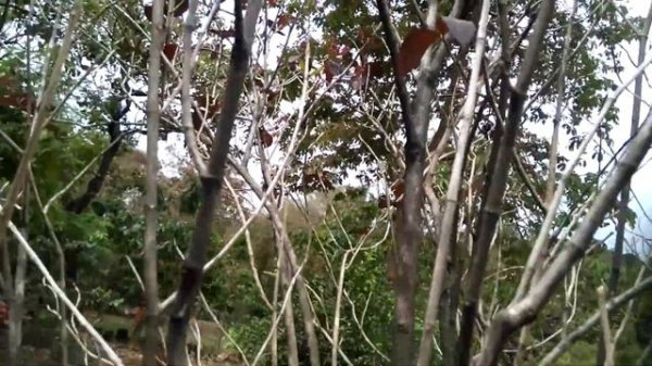 Graptophyllum pictum (caricature plant) / Graptophyllum hortense Nees.