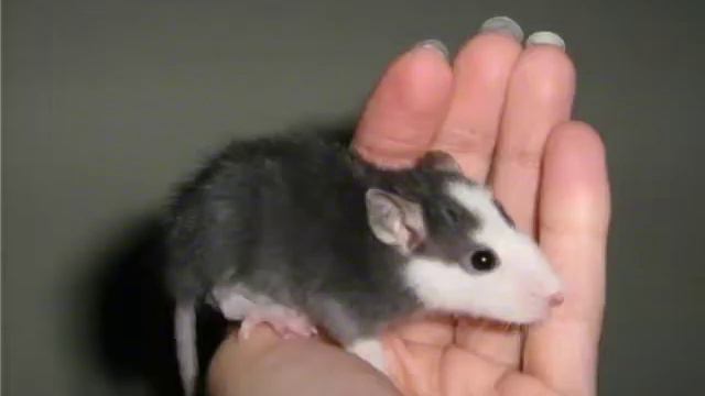 Домашние крысы 🐁 смотреть онлайн