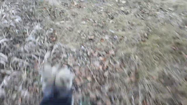 Болтаю про меню у собак.. смотреть онлайн