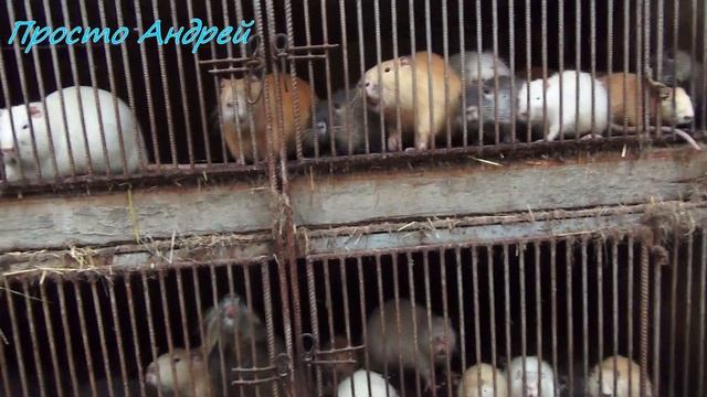 НУТРИЯ ЦВЕТ и ПОРОДА ПЛОДОВИТОСТЬ смотреть онлайн