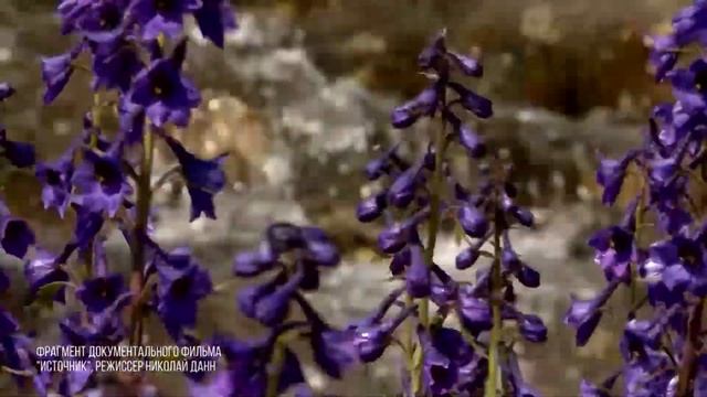 Высокогорный Источник воды. Алтай. смотреть онлайн