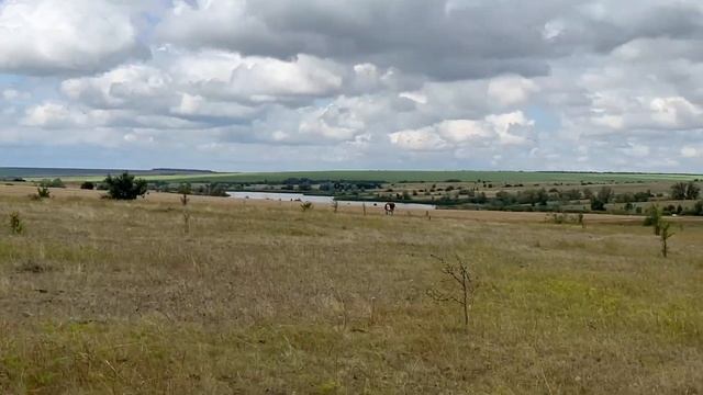 Материнское стадо.коровы телята смотреть онлайн