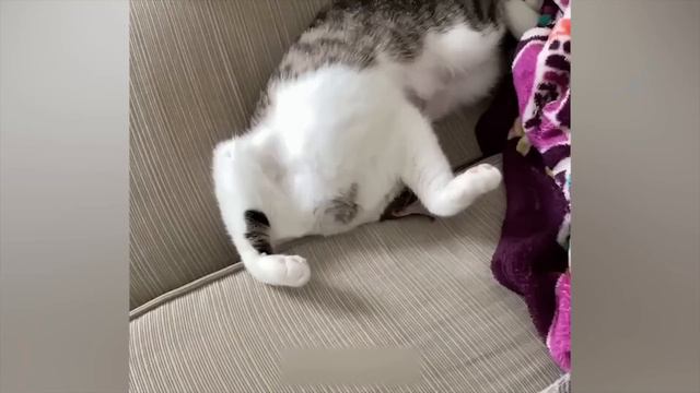 Приколы с котами! С ОЗВУЧКОЙ! УГАРНЫЕ смешные коты с собаками! Самые смешные животные! смотреть онлайн