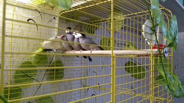 АМАДИНЫ / Борьба самцов за лидерство (1 часть) Кто главней? смотреть онлайн