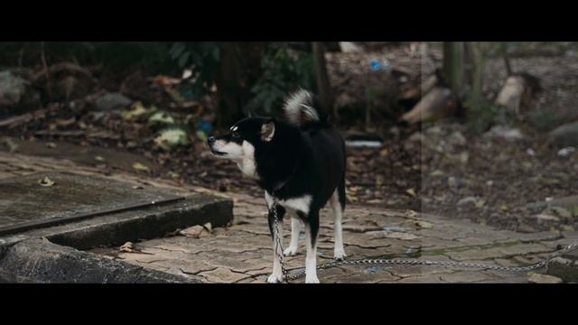 11 FREE Cinematic Luts | Color Grading | смотреть онлайн
