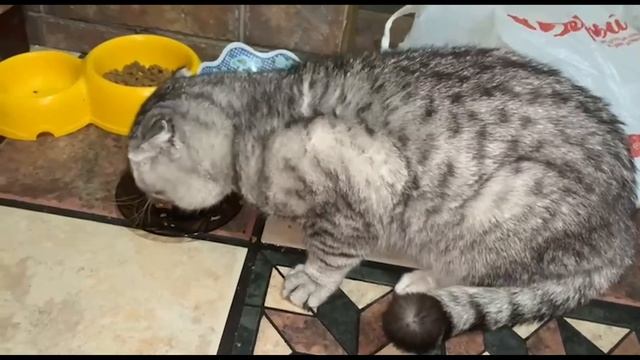 Очень злой кот/ Кот ест и злится смотреть онлайн