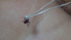 КАК вытащить КЛЕЩА у КОТА ниткой САМОМУ очень ПРОСТО