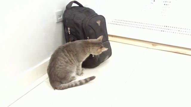 Музей кота - Минск смотреть онлайн