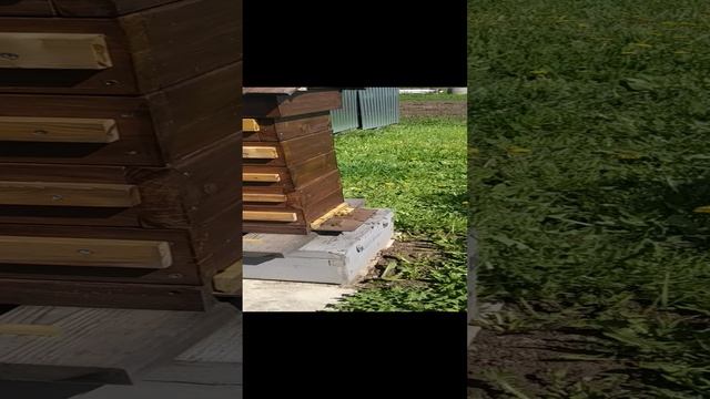 японский улей.