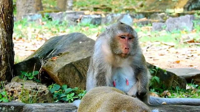 Big Asoep Monkey Come To Grooming For Big Female Monkey , Queen Look So Comfort During Got Grooming