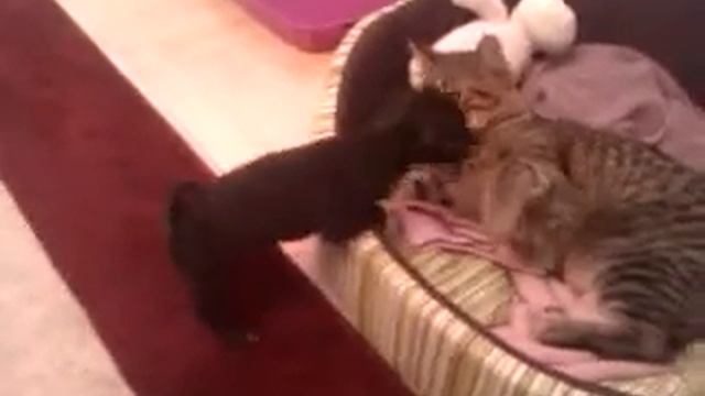 Борьба за место между котом и чихуа-хуа смотреть онлайн