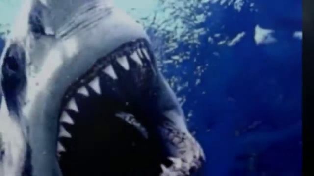 SHARKS ARE AWESOME (BEST OF SHARKS PICTURES, PHOTOS, (SHARK ATTACK) JAWS