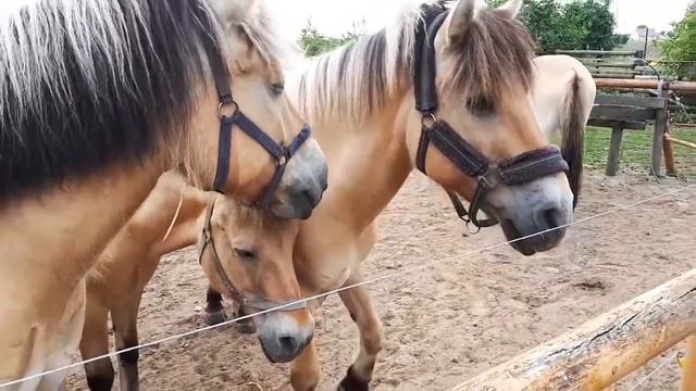 НАШ ДЕНЬ С ЛОШАДКАМИ смотреть онлайн
