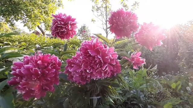 Пион СИНДБАД / Paeonia SINBAD - ОБЗОР, ОПИСАНИЕ, ЦВЕТЕНИЕ, ОТЗЫВ