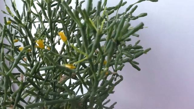 Цветёт хатиора смотреть онлайн