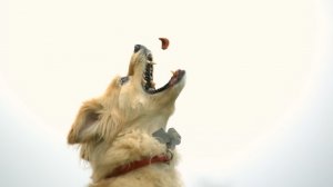 Прыжки собаки в Slow Mo