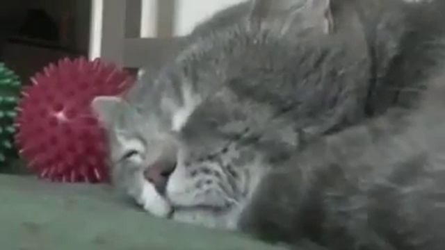 Кот разговаривает во сне смотреть онлайн