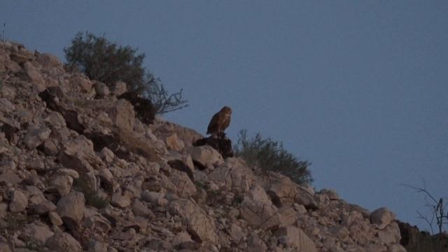 Фараонов филин. Pharaoh eagle-owl. Bubo ascalaphus смотреть онлайн