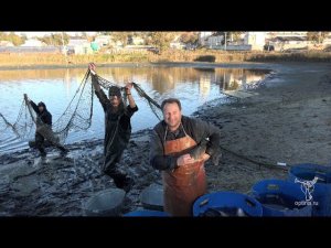 Облов рыбы на подсобном хозяйстве Оптиной пустыни