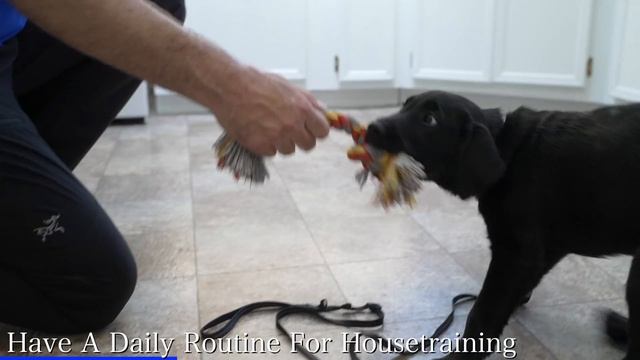 Stop Accidents Indoors With THIS Puppy Potty Training Plan смотреть онлайн