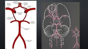 4. Артерии и вены