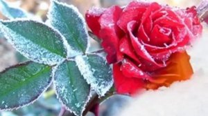 снег на розах С Васюта гр Сладкий сон