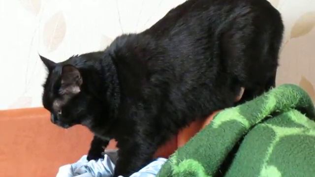 Кот Шушка и ночнушка - Cat and bedgown смотреть онлайн