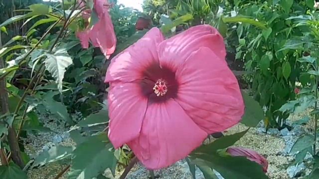 Hibiscus Moscheutos - Fuchsia 95 смотреть онлайн