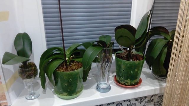 Отвечаю на вопросы))Чудо-удобрение.Притенение орхидей. смотреть онлайн