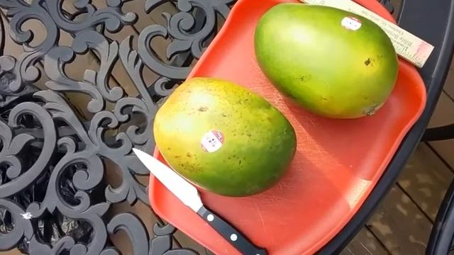 Massive AVA California Keitt Mangos! смотреть онлайн