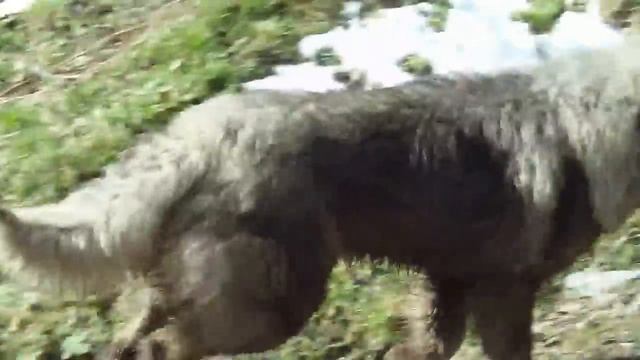 Awesome 5 Dogs Run ? Very Fast Through Woods ?️ смотреть онлайн