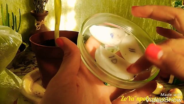 Как посеять зелень для открытого грунта!? Обзор рассады. Лук на зелень. Аномальный холод в Москве смотреть онлайн