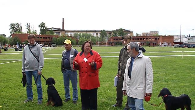 99-я Ленинградская областная выставка охотничьих собак (2) смотреть онлайн