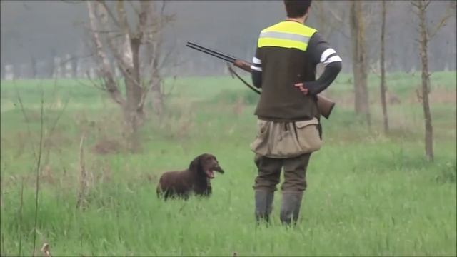 Plume Field spaniel hunting смотреть онлайн