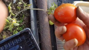 Сорт томата Ни забот, ни хлопот 27,08,23