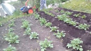 Окучиваем картошку мотоблоком