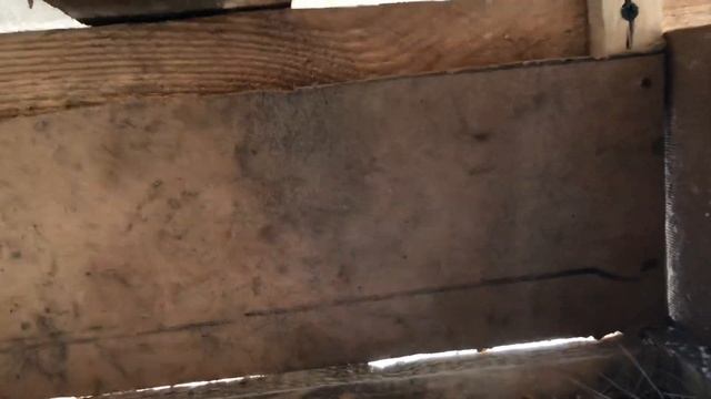 Кольчатая горлица в вольере на гнезде с яйцами смотреть онлайн