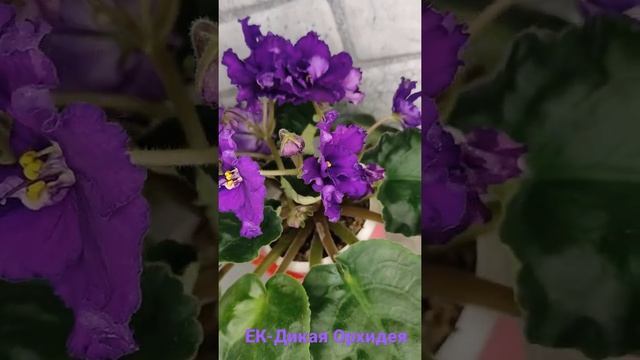 Цветение фиалки ЕК-Дикая Орхидея смотреть онлайн