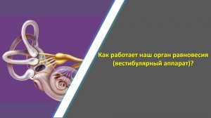 Как работает вестибулярный аппарат | ДППГ