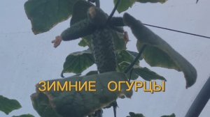 Огурцы в ДЕКАБРЕ