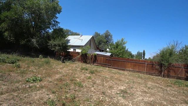 Притравка лаек на кабана,подготовка к сезону охоты. смотреть онлайн